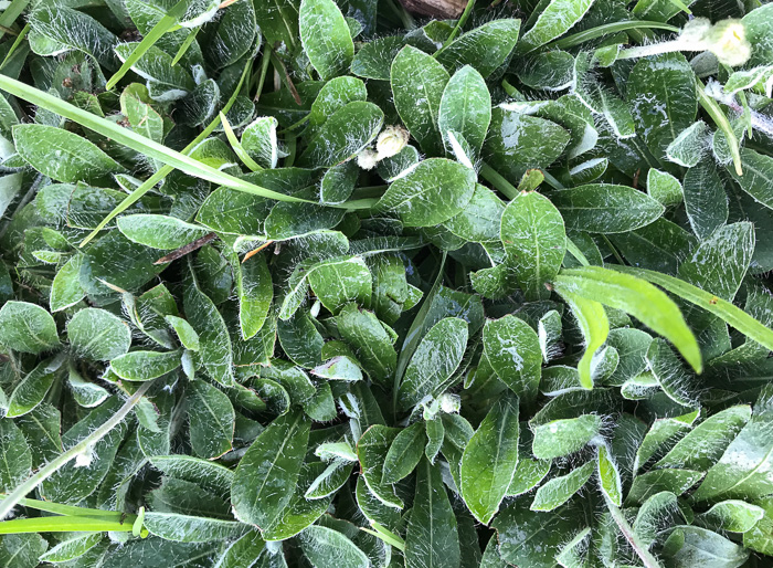 image of Pilosella officinarum, Mouse-ear Hawkweed