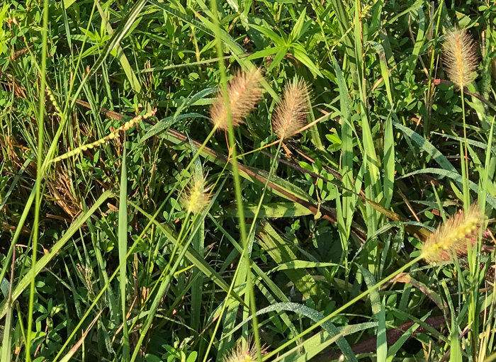 image of Setaria parviflora, Perennial Foxtail-grass, Knotroot Bristlegrass, Marsh Foxtail, Knotroot Foxtail