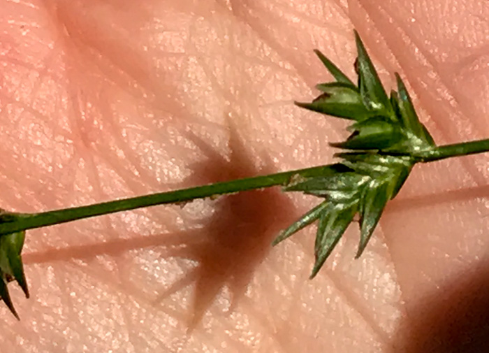 image of Chasmanthium sessiliflorum var. sessiliflorum, Longleaf Woodoats, Longleaf Spikegrass, Upland Oats