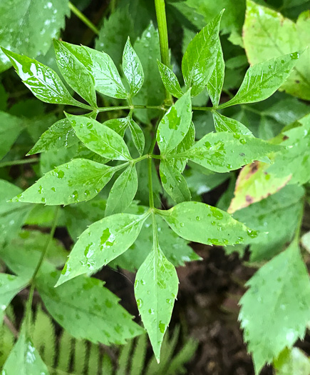 image of Ligusticum canadense, American Lovage