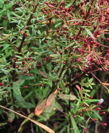 image of Lechea racemulosa, Racemose Pinweed, Appalachian Pinweed, Oblong-fruit Pinweed