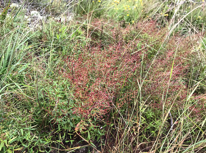 image of Lechea racemulosa, Racemose Pinweed, Appalachian Pinweed, Oblong-fruit Pinweed