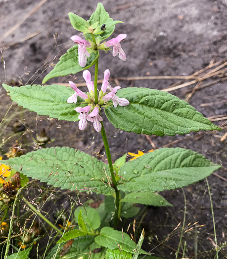 image of Stachys latidens, Broadtooth Hedgenettle