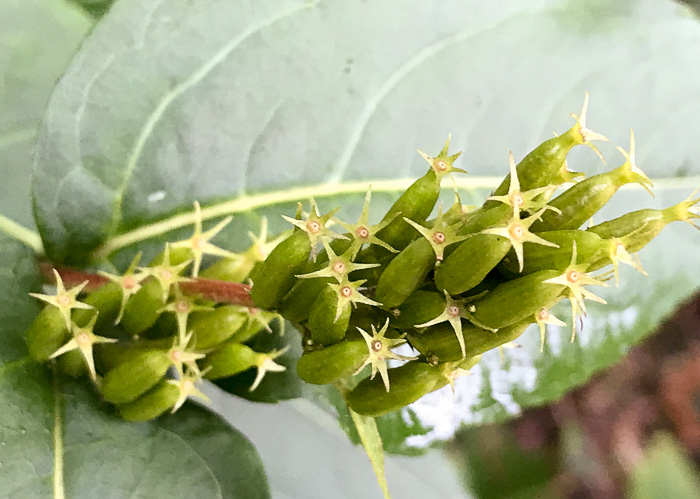 image of Diervilla sessilifolia, Smooth Southern Bush-honeysuckle