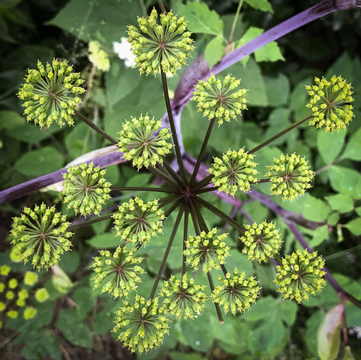 image of Angelica triquinata, Mountain Angelica, Appalachian Angelica, Filmy Angelica