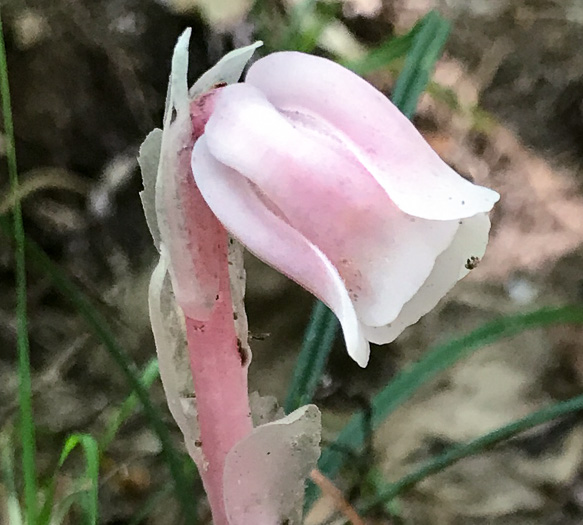 Monotropa uniflora, Indian Pipes, Ghost-flower, Common Ghost Pipes