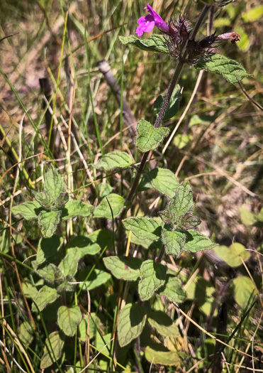 image of Clinopodium vulgare, Wild Basil