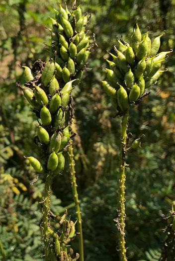 image of Astragalus canadensis var. canadensis, Canada Milkvetch