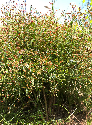 image of Lechea racemulosa, Racemose Pinweed, Appalachian Pinweed, Oblong-fruit Pinweed