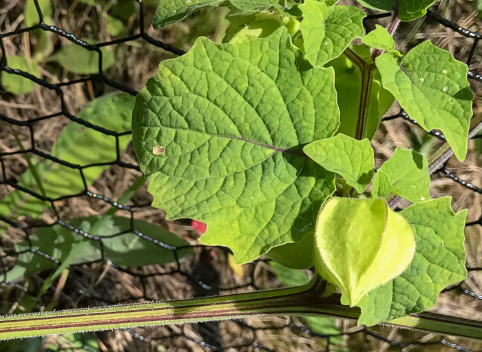 image of Physalis heterophylla, Clammy Ground-cherry