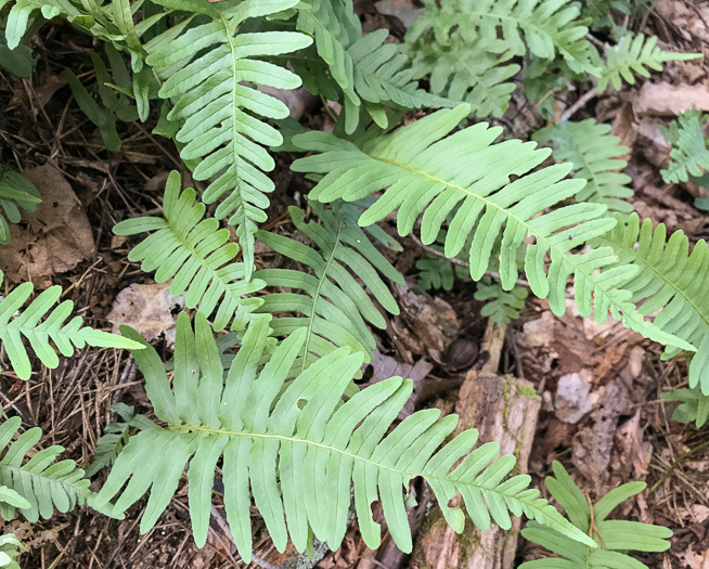 image of Polypodium virginianum, Common Rockcap Fern, Rock Polypody