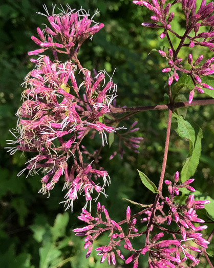 image of Eutrochium steelei, Appalachian Joe-pye-weed, Steele's Joe-pye-weed