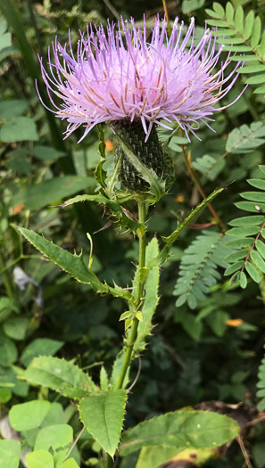 image of Cirsium altissimum, Tall Thistle