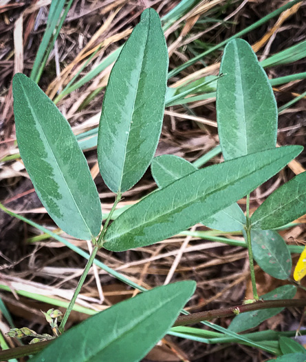 Desmodium paniculatum var. paniculatum, Panicled Tick-trefoil