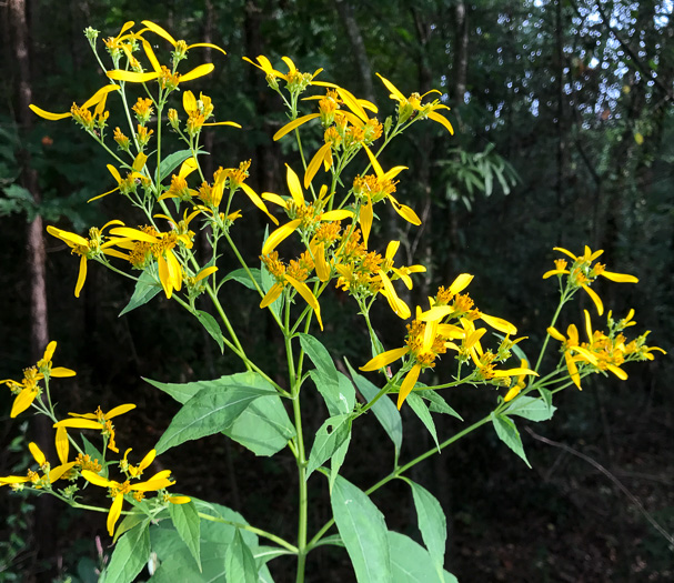 image of Verbesina occidentalis, Southern Crownbeard, Yellow Crownbeard