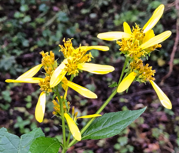 image of Verbesina occidentalis, Southern Crownbeard, Yellow Crownbeard