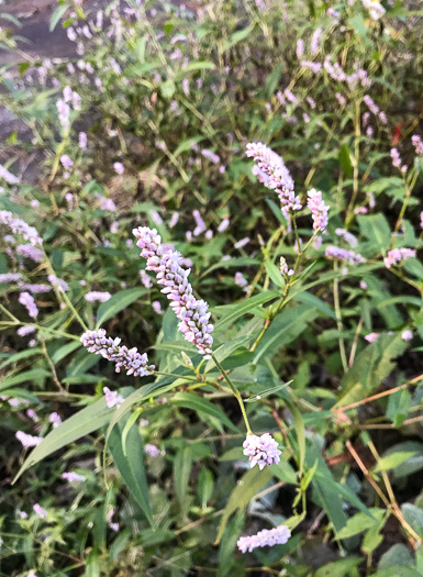 image of Persicaria pensylvanica, Pennsylvania Smartweed, Pinkweed, Common Smartweed