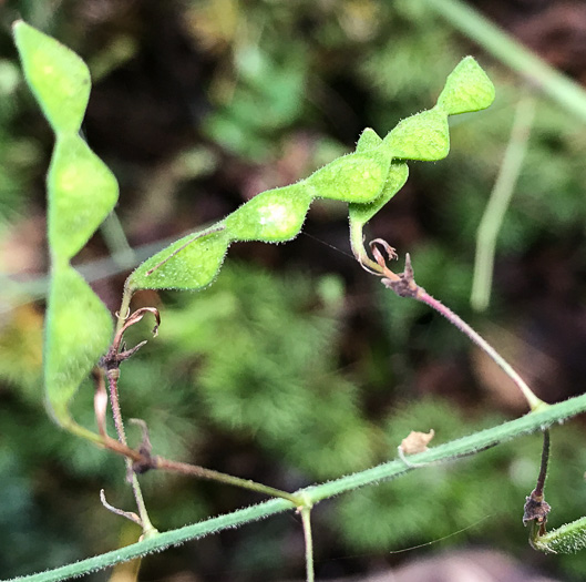 Desmodium laevigatum, Smooth Tick-trefoil