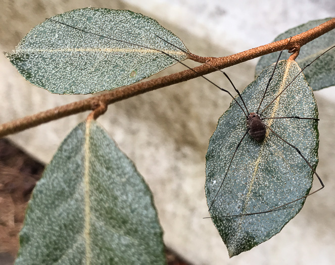 image of Elaeagnus pungens, Thorny Olive, Autumn Siverberry, Silverthorn, Thorny Elaeagnus