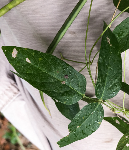 image of Centrosema virginianum var. virginianum, Climbing Butterfly-pea, Spurred Butterfly-pea