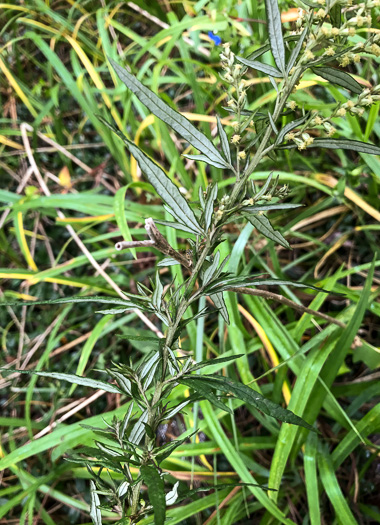 image of Artemisia vulgaris, Mugwort, Felon Herb