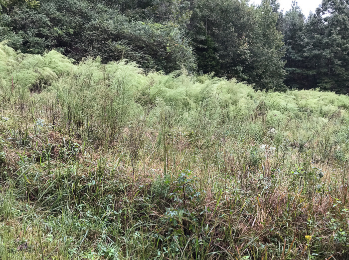 image of Eupatorium capillifolium, Common Dog-fennel, Summer Cedar, Yankeeweed, Cypressweed