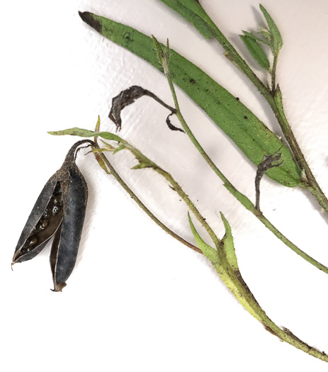 image of Crotalaria sagittalis, Arrowhead Rattlebox, Common Rattlebox