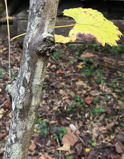 image of Muscadinia rotundifolia var. rotundifolia, Muscadine, Scuppernong