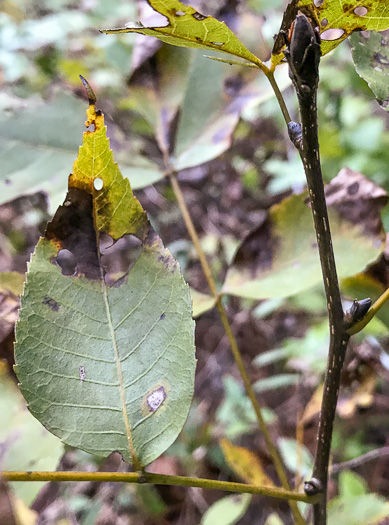 image of Carya carolinae-septentrionalis, Carolina Shagbark Hickory, Southern Shagbark Hickory, Carolina Hickory