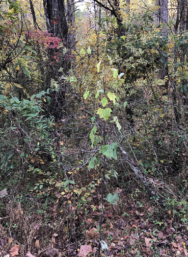 image of Arnoglossum atriplicifolium, Pale Indian-plantain