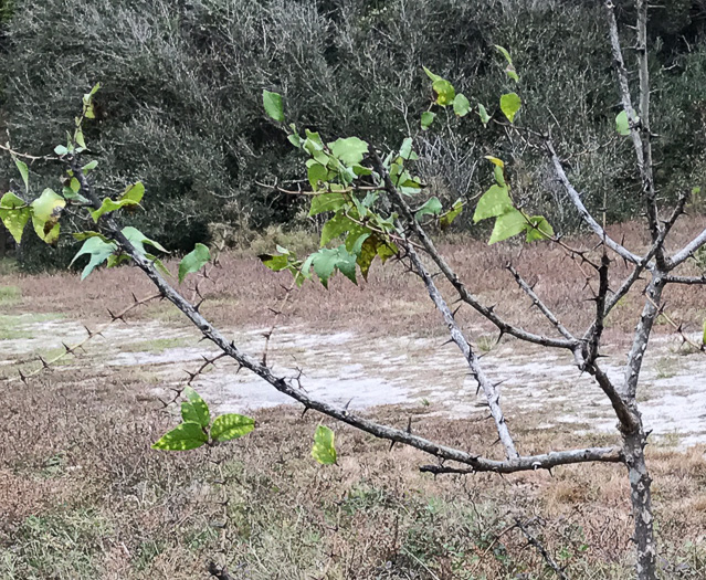 image of Zanthoxylum clava-herculis, Southern Toothache Tree, Hercules-club, Sea-ash, Southern Prickly-ash