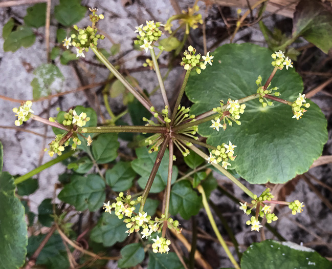 image of Hydrocotyle bonariensis, Dune Pennywort, Seaside Pennywort, Dune Water-pennywort, Largeleaf Pennywort