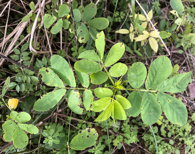 image of Senna obtusifolia, Coffeeweed, Sicklepod