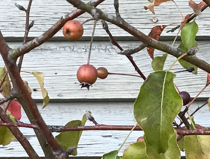 image of Pyrus calleryana, Bradford Pear, Callery Pear