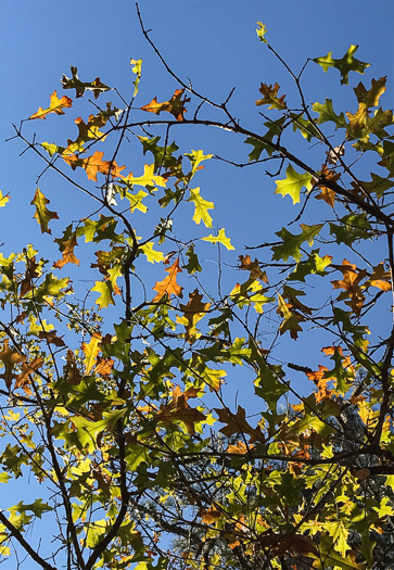 image of Quercus lyrata, Overcup Oak