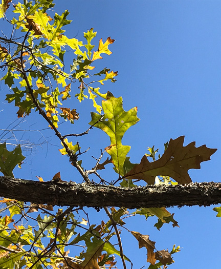 image of Quercus lyrata, Overcup Oak