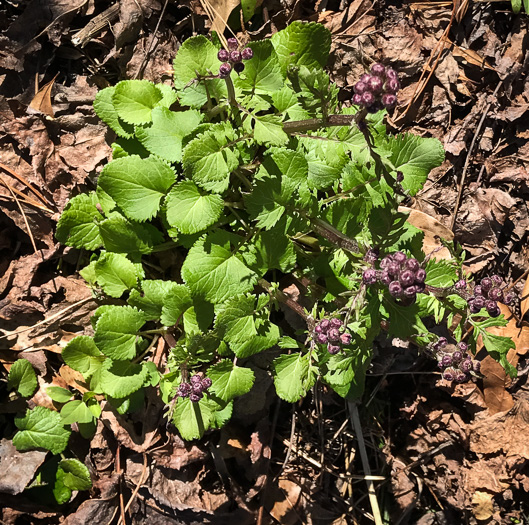 image of Packera aurea, Golden Ragwort, Heartleaf Ragwort, Golden Groundsel