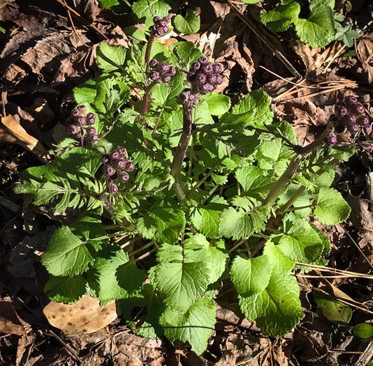 image of Packera aurea, Golden Ragwort, Heartleaf Ragwort, Golden Groundsel