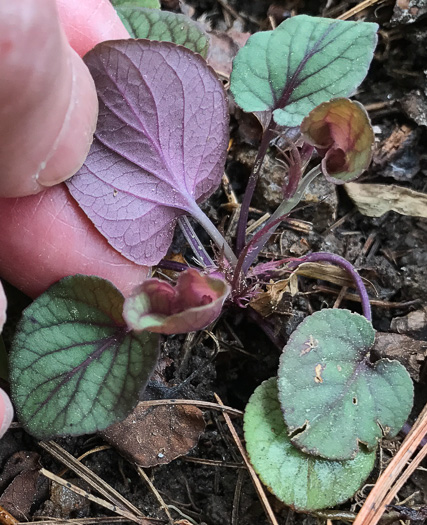 image of Viola walteri, Walter's Violet, Prostrate Blue Violet