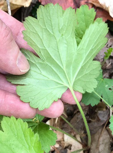 image of Waldsteinia lobata, Piedmont Barren Strawberry, Lobed Barren Strawberry