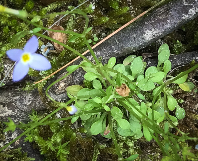 image of Houstonia caerulea, Quaker Ladies, Common Bluet, Innocence, Azure Bluet