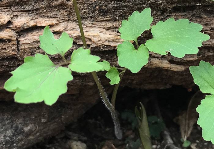 image of Cardamine flagellifera +, Blue Ridge Bittercress