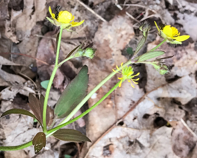 image of Ranunculus hispidus, Hispid Buttercup, Hairy Buttercup