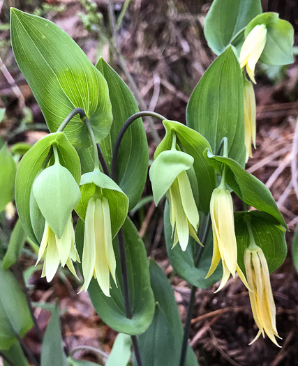 image of Uvularia perfoliata, Perfoliate Bellwort