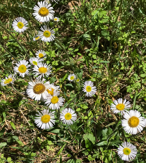 image of Erigeron pulchellus var. pulchellus, Robin's Plantain