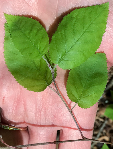 Downy Serviceberry