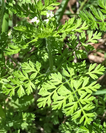 image of Chaerophyllum tainturieri, Southern Chervil, Wild Chervil, Hairyfruit Chervil