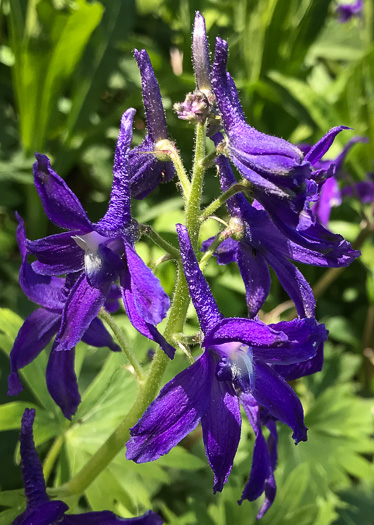 image of Delphinium tricorne, Dwarf Larkspur