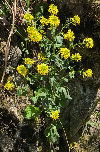 image of Brassica rapa, Turnip, Field Mustard, Field Rape, Chinese Cabbage