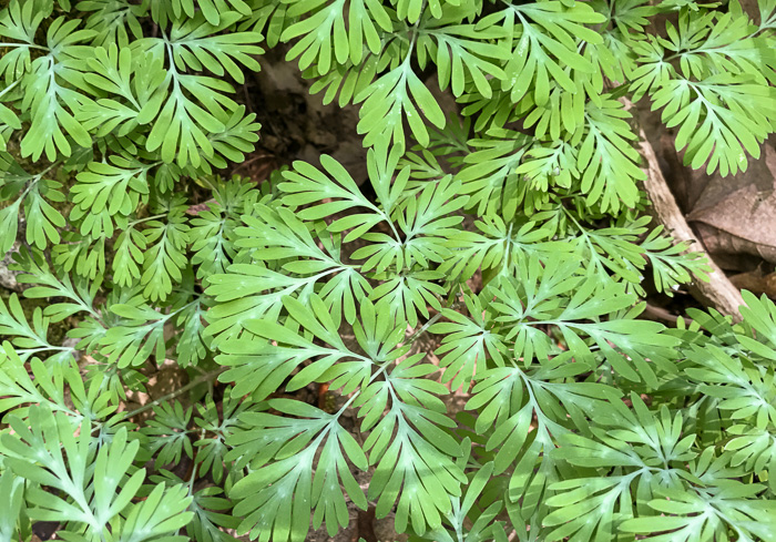 image of Dicentra canadensis, Squirrel Corn